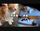 「涙が出そう…」野良猫だった子猫が大きくなって姪っ子を見守る姿にウルウル