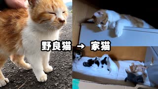 「涙が出そう…」野良猫だった子猫が大きくなって姪っ子を見守る姿にウルウル