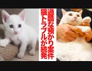 最も過酷な預かり子猫案件、トラブルが続く
