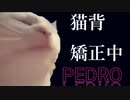 [猫ミーム] 猫背矯正中／PEDRO（アユニ・D）[Cover]