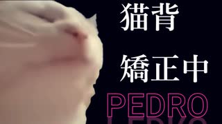 [猫ミーム] 猫背矯正中／PEDRO（アユニ・D）[Cover]