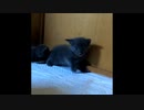 【ショート】一瞬、星が見えた子猫「ぶつけちゃった」