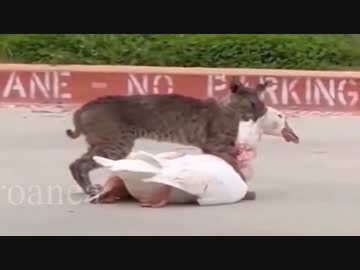 ホモと見るとんでもないご馳走を手に入れたネコ