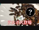 目隠しで女子に虫を食わされる元料理人【昆虫食/ゲテモノ】【アマゾン/Amazon】