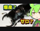 【クワガタ飼育】ババクルビデンスオオクワガタ 産卵セット割り出し