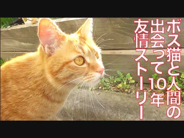 街のボス猫と人間、出会って10年の友情物語
