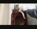 拾いねこ＠生後4232/157日目　早くもいつもの感がでてきたツキユキ動画。