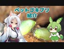 東北姉妹と両爬奇蟲#23 我が家のペットゴキブリたち