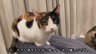 誕生日おめでとう猫【あられ2024】