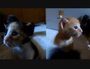 「脱出したい？」部屋ばかり見ている押入れに住む子猫たち