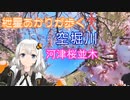 紲星あかりが歩く空堀川 河津桜並木（東村山市）AIVOICE2
