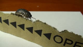 ダンゴムシ（Armadillidium vulgare）