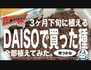 はこのたね#4 DAISOで買った8倍に増える土で3月下旬に野菜を種植え