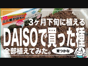 はこのたね#4 DAISOで買った8倍に増える土で3月下旬に野菜を種植え