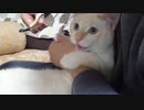 拾いねこ＠生後4233/158日目　爪切り！