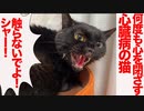 心を閉ざした心臓病の猫、キレつつ多くの猫を見送る