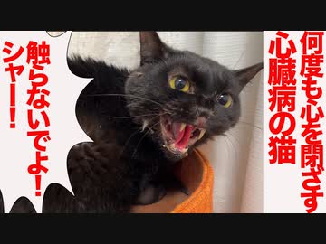 心を閉ざした心臓病の猫、キレつつ多くの猫を見送る