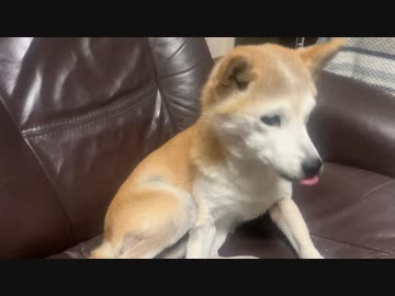 老犬　キバイヌ