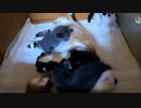 飼主ショック！子猫 離乳食 拒否の瞬間【我が家の悲しかった出来事集】