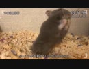 ブロッコリーが好きなハムへ:2024/2/25