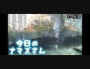 赤ちゃんなまず飼育日記 271日目