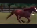 義足を装着して走れる喜びで大はしゃぎするお馬さん