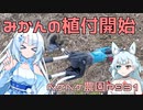2024年3月11日　農作業日誌P931　富士川かりがね橋をみかんの植え付け開始