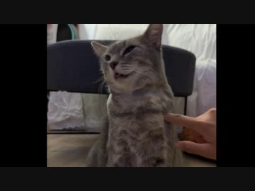 ホモと見るフリーズしてしまう猫