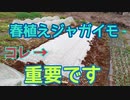 春植えジャガイモ栽培で重要な防寒対策