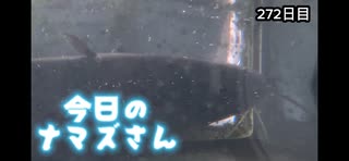 赤ちゃんなまず飼育日記 272日目