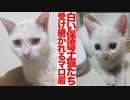 白い保護子猫たち、受け継がれるマロ眉の系譜