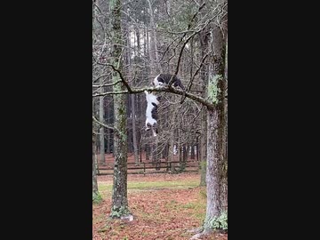 ホモと見るがんばる猫さん