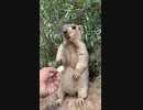 ホモと見る食事を拒絶するビーバー