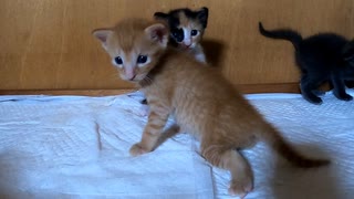 走れるようになったのにコケる子猫が面白かわいい