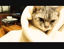 寝そうでなかなか寝ないくるまり猫