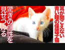 耳が聞こえない保護子猫、驚きの個性を発揮する