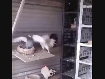 ホモと見るハトに巣を乗っ取られたニワトリ