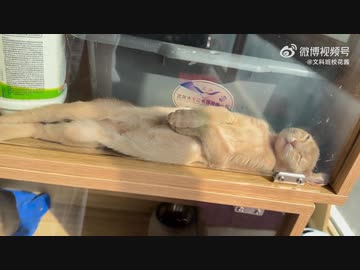 ホモと見るミイラみたいな猫