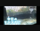 赤ちゃんなまず飼育日記 274日目