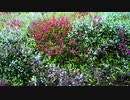 Aerial Drone Footage of Fully Bloomed Peach Blossoms in Horizontal Motion