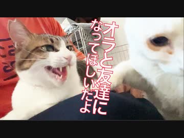 超鈍感な猫型珍獣、オラと友達になってくんろ