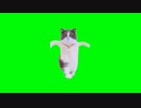 【猫ミーム】激レア！単体ダンスミーム【素材】　#猫ミーム #猫ミーム素材集 #猫 #素材