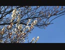 春告草/ hikage
