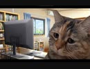 【猫ミーム】ソシャゲ沼にどっぷり浸かった猫の日常【猫マニ】