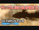 サンゴに住む生き物たち【OLYMPUS TG-6顕微鏡モード】