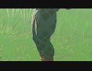 【ティアキン】自由すぎる遊びを楽しむリンクさんの冒険　６２話【ドリカラ】【ボイスピ実況,ゼルダの伝説,ティアーズオブザキングダム,TotK】