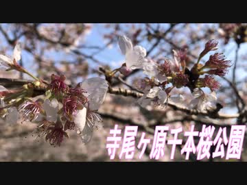 【ゆっくり】岐阜ツーリングスポット紹介！寺尾ヶ原千本桜公園