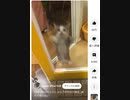 ホモと見る猫ミーム　ハッピー猫　元ネタ