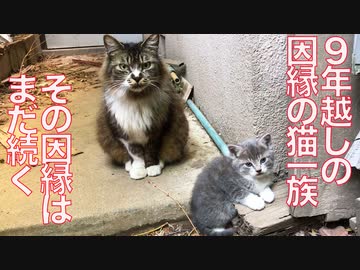 猫一族のビッグダディ、因縁の末に姿を消す