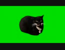 y2meta.com-Maxwell The Cat Dancing Green Screen _ 4K 60 FPS-(1080p60)